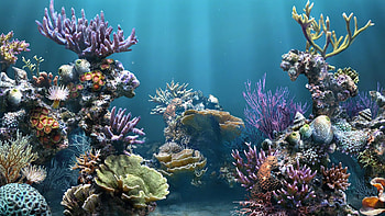 Aquarium Backgrounds 1920Ã1080 Aquarium (24 ) | Adorable HD wallpaper
